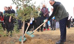 YANGIN ALANLARI YENİDEN YEŞERİYOR