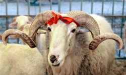 ONİKİŞUBAT’TA KURBAN KESİM YERLERİ