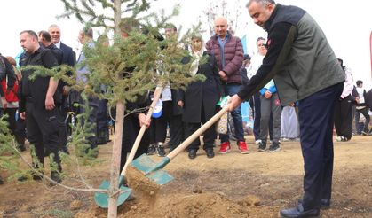 YANGIN ALANLARI YENİDEN YEŞERİYOR