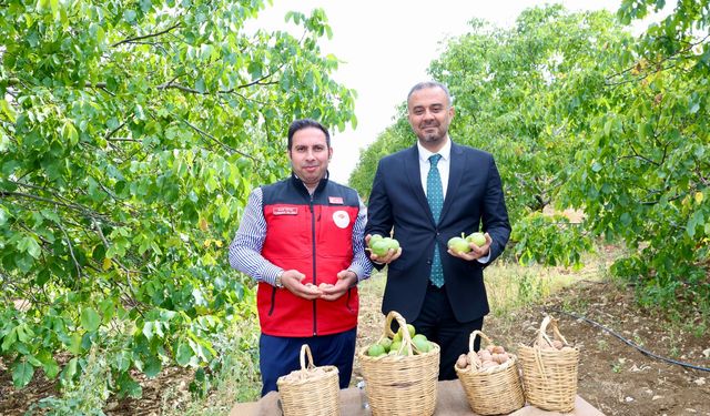 Başkan Toptaş, AB Tescilli Cevizlerin Hasat Şenliğine Katıldı