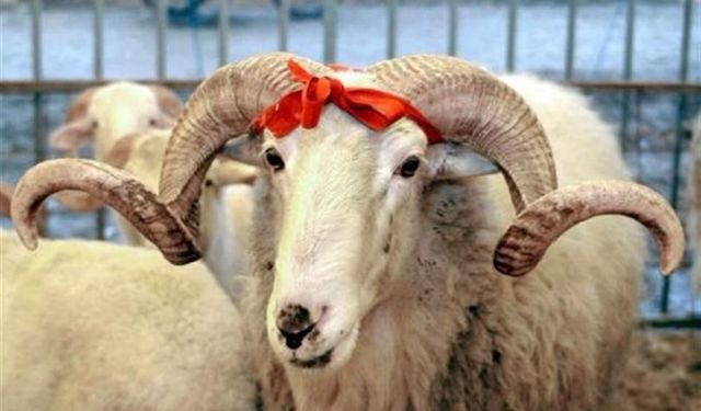 ONİKİŞUBAT’TA KURBAN KESİM YERLERİ
