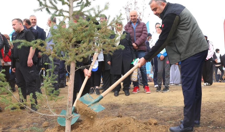 YANGIN ALANLARI YENİDEN YEŞERİYOR
