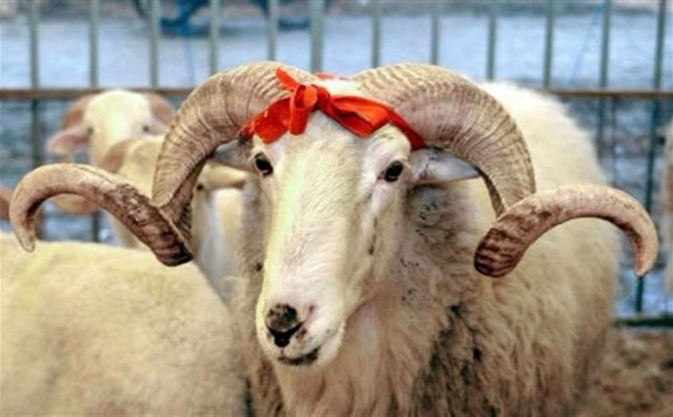ONİKİŞUBAT’TA KURBAN KESİM YERLERİ