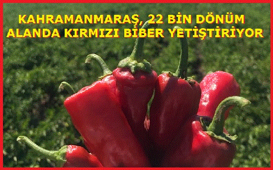 KAHRAMANMARAŞ, 22 BİN DÖNÜM ALANDA KIRMIZI BİBER YETİŞTİRİYOR