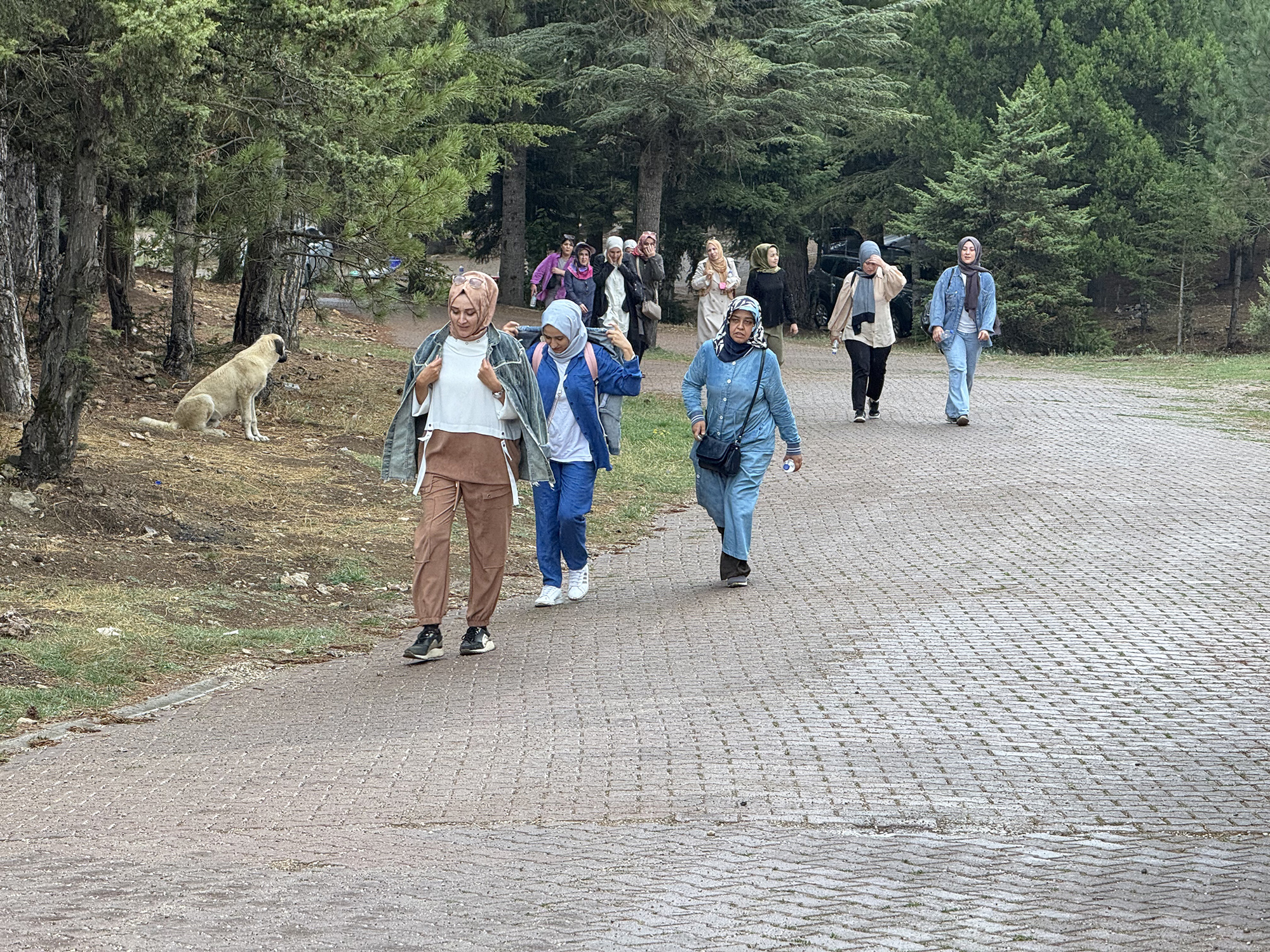 Doğa Yürüyüşü (2)